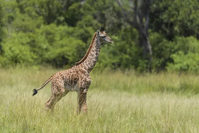Framed Print : Masai Giraffe (Giraffa camelopardalis)