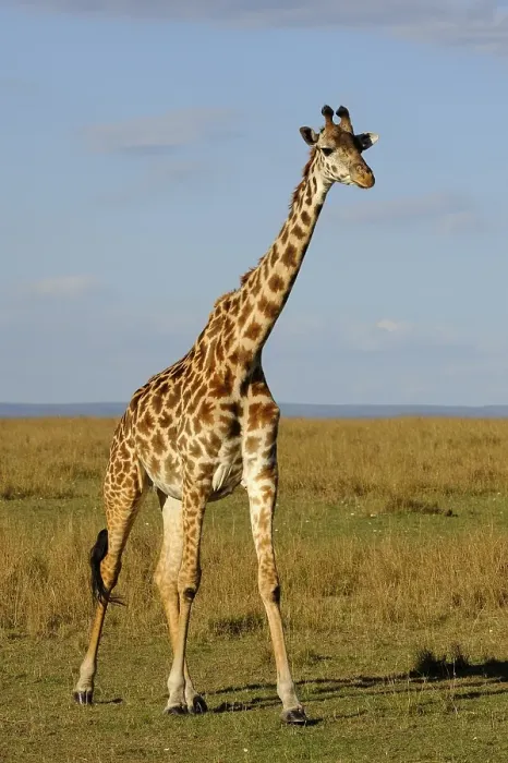 Framed Print : Masai Giraffe (Giraffa camelopardalis tippelskirchi)