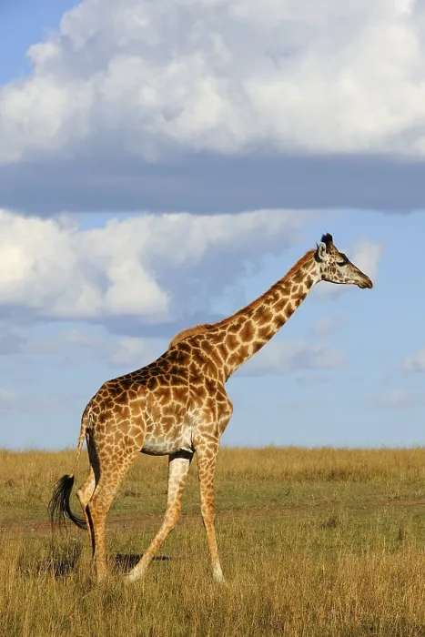 Framed Print : Masai Giraffe (Giraffa camelopardalis tippelskirchi) Framed Print : Masai Giraffe (Giraffa camelopardalis tippelskirchi)