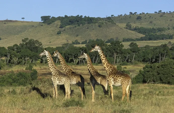 Framed Print : Masai Giraffe (giraffa camelopardalis tippelskirchi)