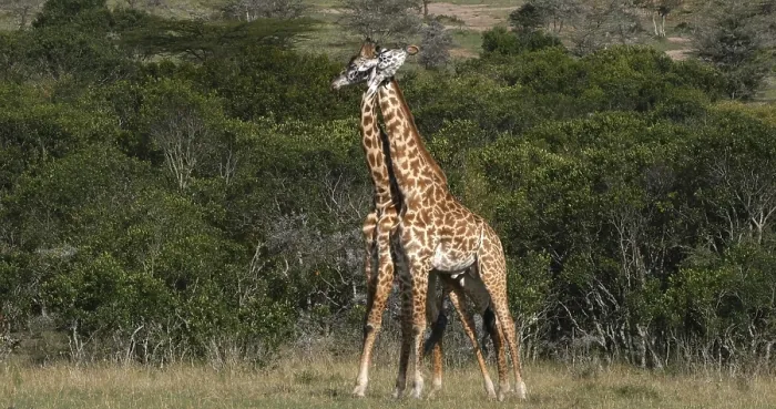 Framed Print : Masai Giraffe (giraffa camelopardalis tippelskirchi)
