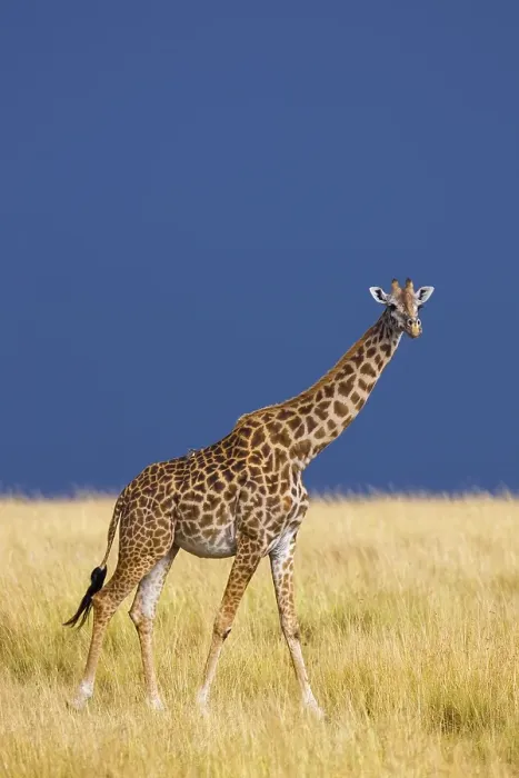 Framed Print : Masai giraffe (Giraffa camelopardalis tippelskirchi) in savanna