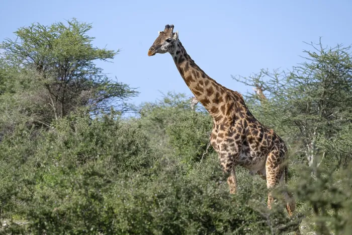 Framed Print : Masai giraffe (Giraffa tippelskirchi)