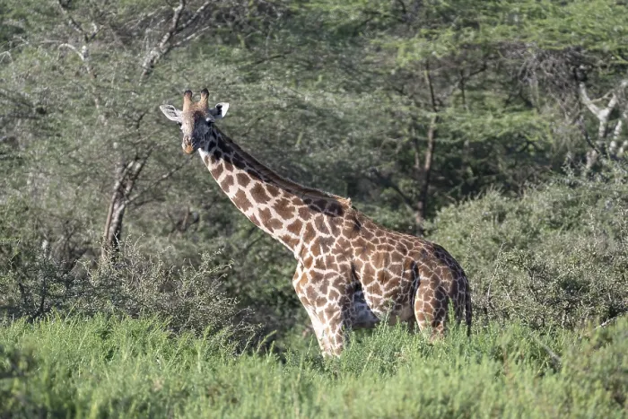 Framed Print : Masai giraffe (Giraffa tippelskirchi)