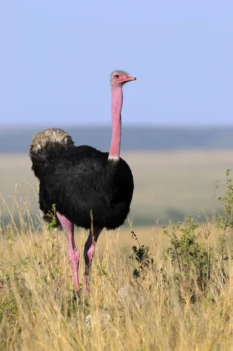 Framed Print : Masai Ostrich (Struthio camelus massaicus)
