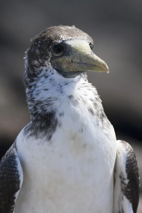Framed Print : Masked Booby (Sula dactylatra) juvenile