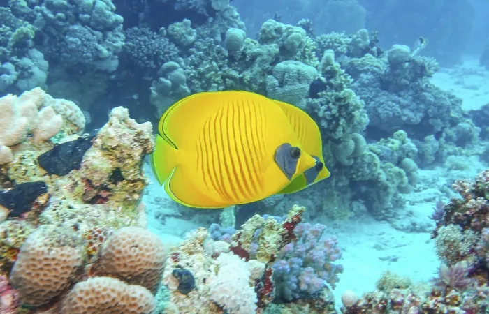 Framed Print : Masked butterflyfish (Chaetodon semilarvatus)