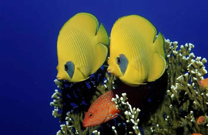 Framed Print : Masked Butterflyfish (Chaetodon semilarvatus) and Coral Cod (Cephalopholis miniata)