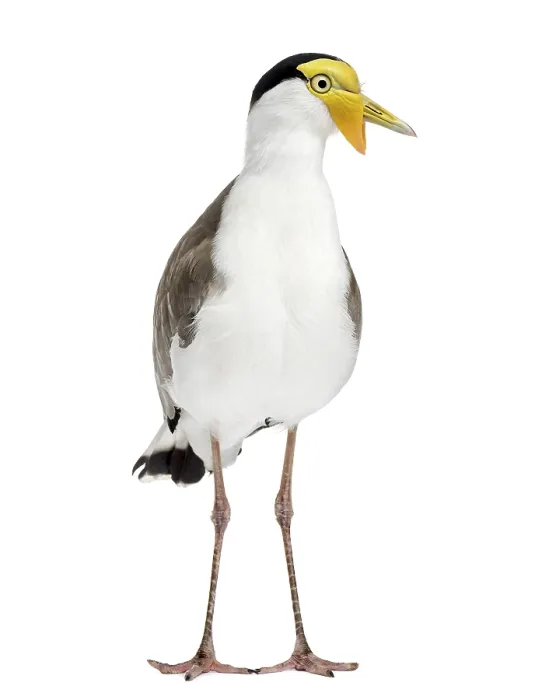 Framed Print : Masked lapwing standing in front of a white background Framed Print : Masked lapwing standing in front of a white background