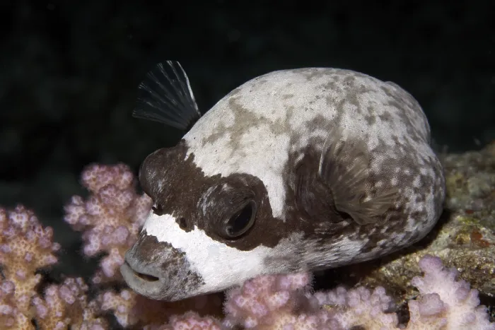 Framed Print : Masked puffer (Arothron diadematus)