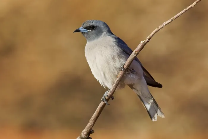 Framed Print : Masked Woodswallow (Artamus personatus) Framed Print : Masked Woodswallow (Artamus personatus)