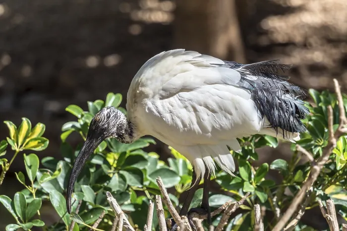Framed Print : MASPALOMAS, GRAN CANARIA, SPAIN - MARCH 8 : Australian White Ibis at Palmitos Park