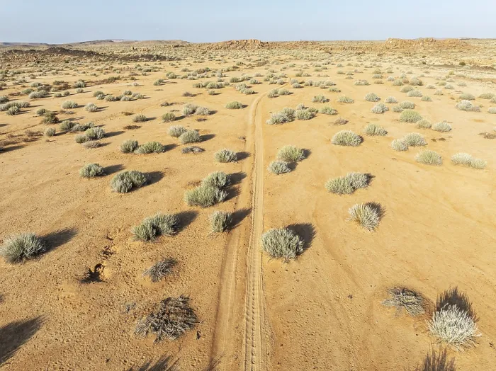 Framed Print : Masses of Euphorbia gregaria and desert track