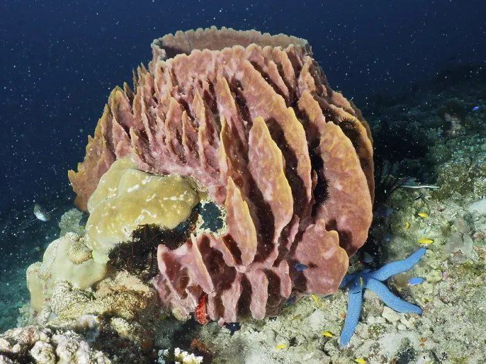 Framed Print : Massive structured Barrel sponge Framed Print : Massive structured Barrel sponge