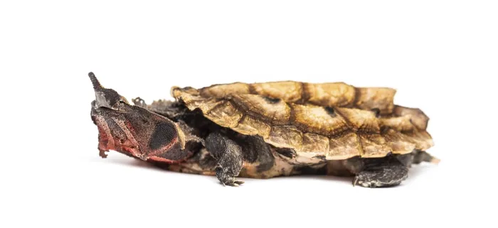 Framed Print : Mata Mata, Chelus fimbriata, turtle