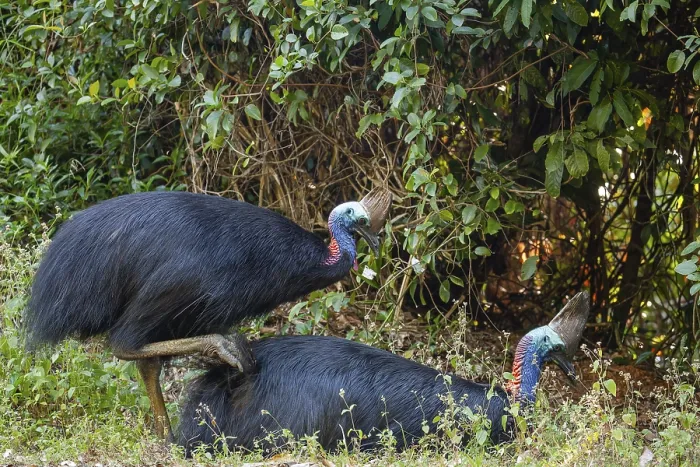 Framed Print : Mating behavior of helmet cassowaries in the Queensland rainforest Australia