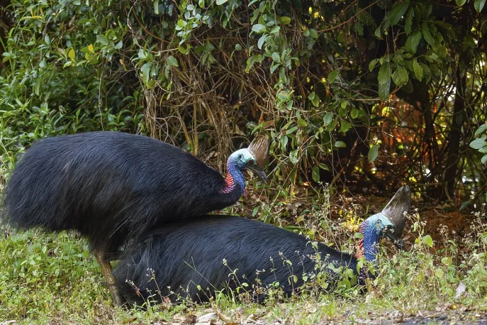 Framed Print : Mating behavior of helmet cassowaries in the Queensland rainforest Australia Framed Print : Mating behavior of helmet cassowaries in the Queensland rainforest Australia