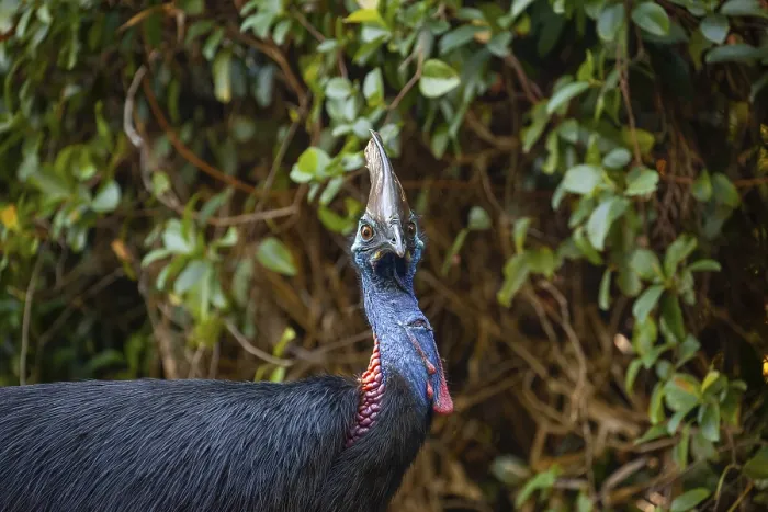 Framed Print : Mating behavior of helmet cassowaries in the Queensland rainforest Australia