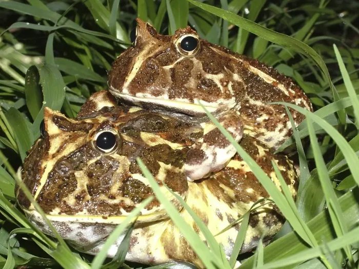 Framed Print : Mating Chacoan horned frog (Ceratophrys cranwelli) Gran Chaco