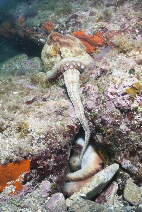 Framed Print : Mating Common octopus, Octopus vulgaris Framed Print : Mating Common octopus, Octopus vulgaris