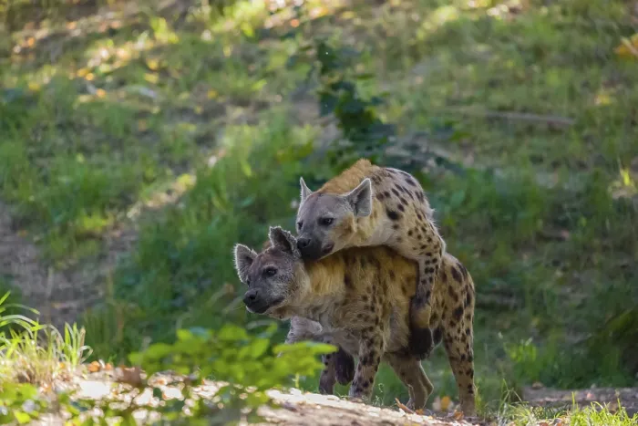 Framed Print : A mating couple of spotted hyena (Crocuta crocuta) Framed Print : A mating couple of spotted hyena (Crocuta crocuta)