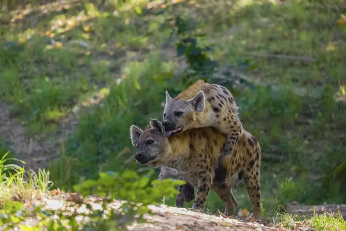 Framed Print : A mating couple of spotted hyena (Crocuta crocuta)