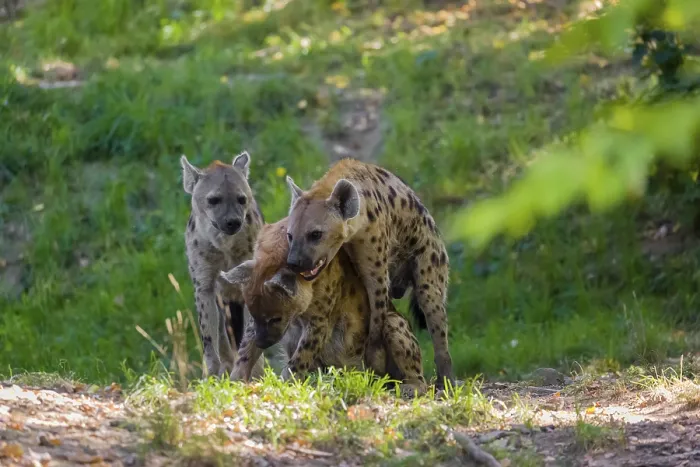 Framed Print : A mating couple of spotted hyena (Crocuta crocuta)