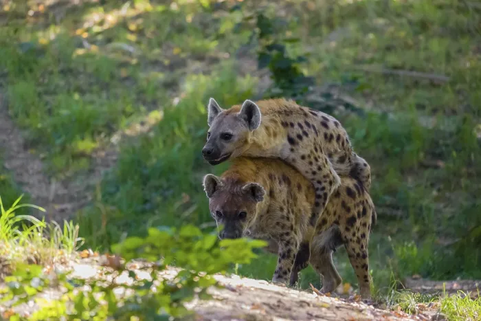 Framed Print : A mating couple of spotted hyena (Crocuta crocuta)