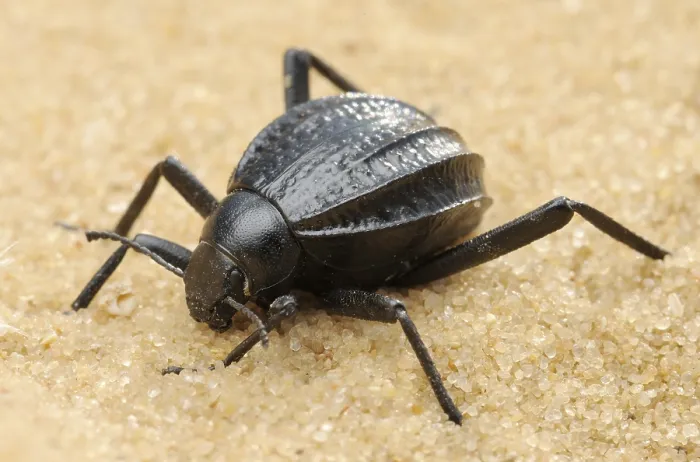 Framed Print : Mating darkling beetle in the desert, Israel
