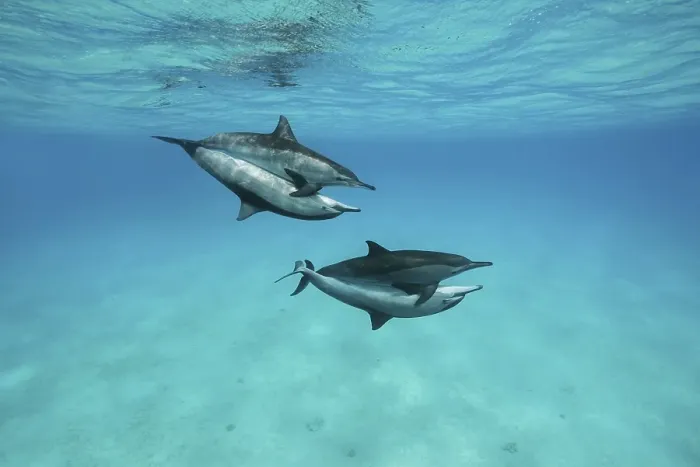 Framed Print : Mating of two pairs Spinner Dolphins (Stenella longirostris)