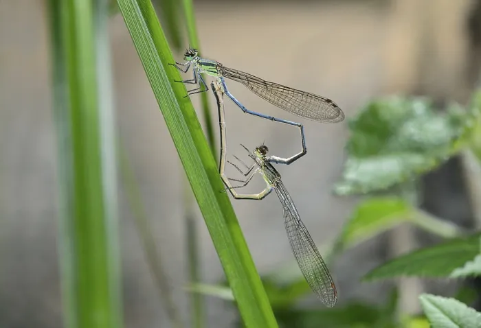 Framed Print : Mating wheel of Pseudagrion spernatum dragonflies