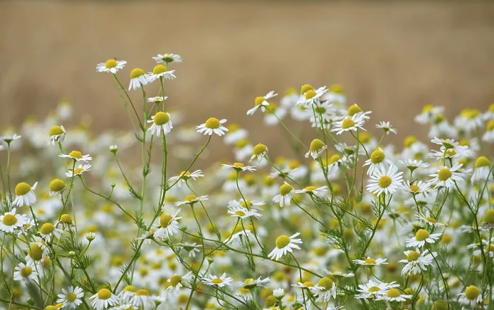Framed Print : Matricaria chamomilla (Matricaria chamomilla) at the edge of a field