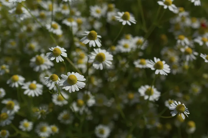 Framed Print : Matricaria chamomilla (Matricaria chamomilla) at the edge of a field