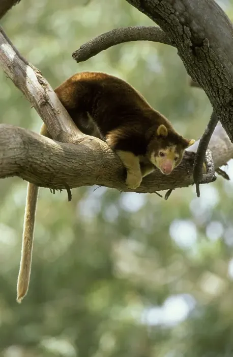 Framed Print : Matschie's Tree Kangaroo (Dendrolagus matschiei)