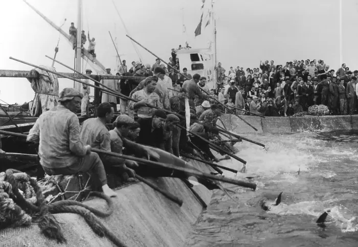 Framed Print : Mattanza tuna fishing, Sicily (Kurt Drost)
