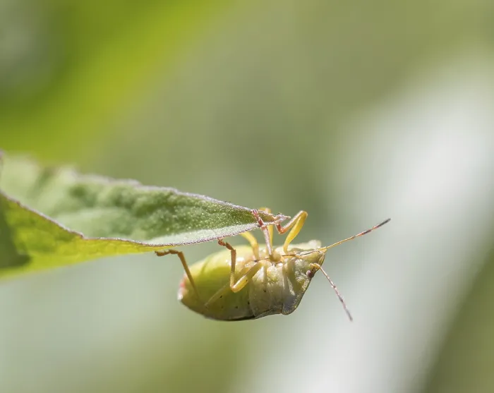 Framed Print : Mature Eurasian Green shield bug