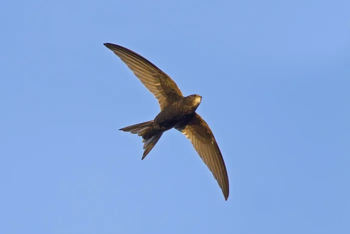 Framed Print : Mauersegler, Common Swift, Swift Framed Print : Mauersegler, Common Swift, Swift