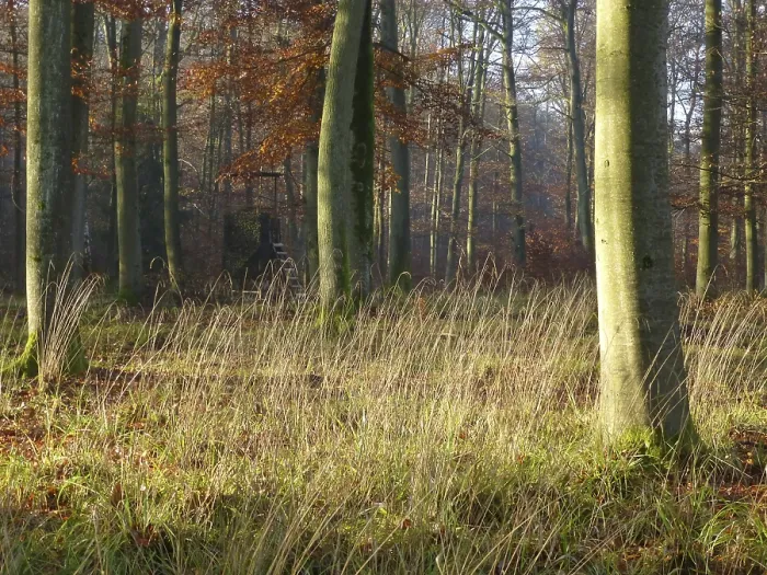 Framed Print : Maulbronn, colourful deciduous forest in autumn