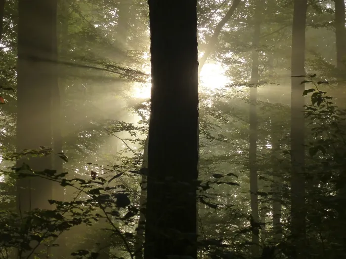 Framed Print : Maulbronn, fog in the forest with backlit rays of sunlight Framed Print : Maulbronn, fog in the forest with backlit rays of sunlight