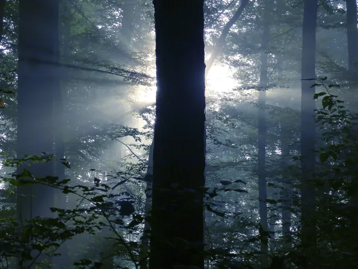 Framed Print : Maulbronn, fog in the forest with backlit rays of sunlight Framed Print : Maulbronn, fog in the forest with backlit rays of sunlight