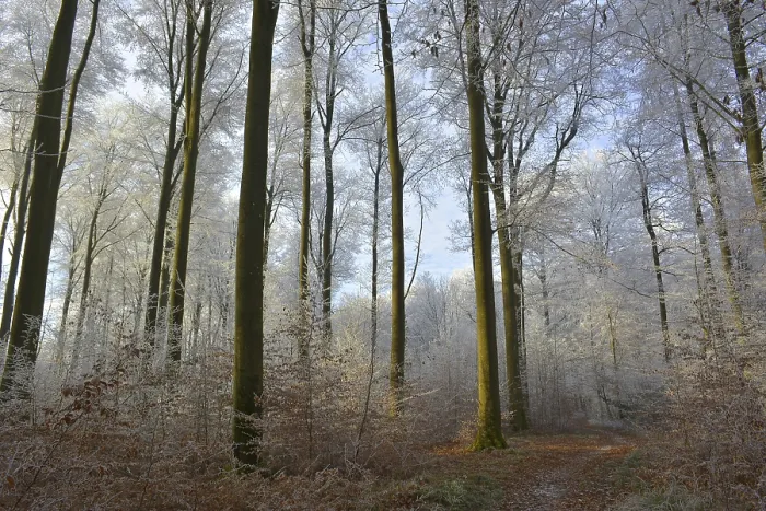 Framed Print : Maulbronn, Hoarfrost in the Forest Framed Print : Maulbronn, Hoarfrost in the Forest