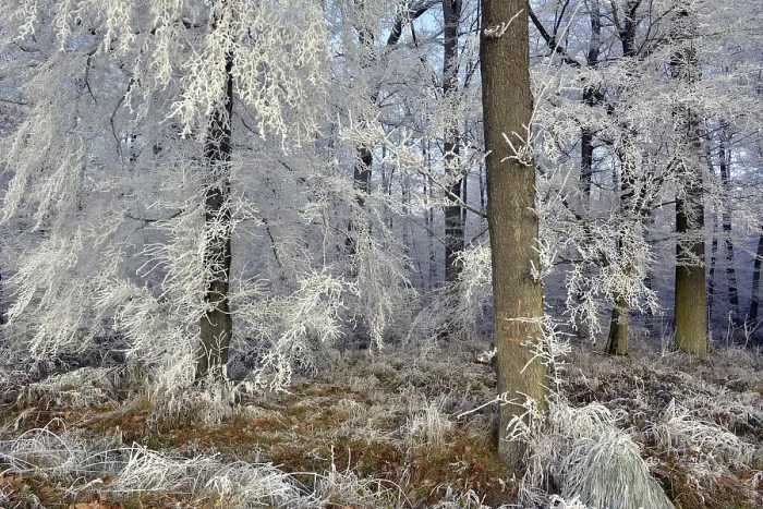 Framed Print : Maulbronn, Hoarfrost in the Forest Framed Print : Maulbronn, Hoarfrost in the Forest
