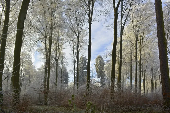 Framed Print : Maulbronn, Hoarfrost in the Forest