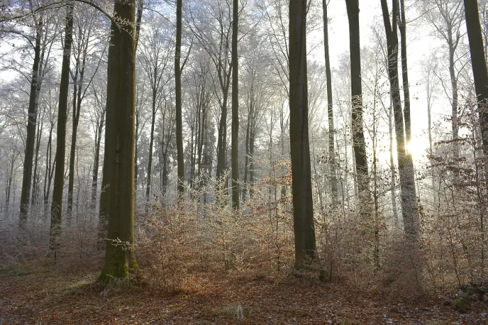 Framed Print : Maulbronn, Hoarfrost in the Forest