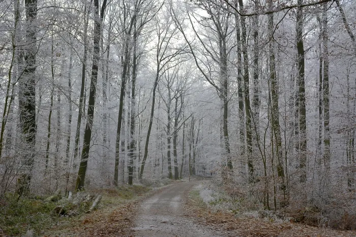 Framed Print : Maulbronn, Hoarfrost in the Forest