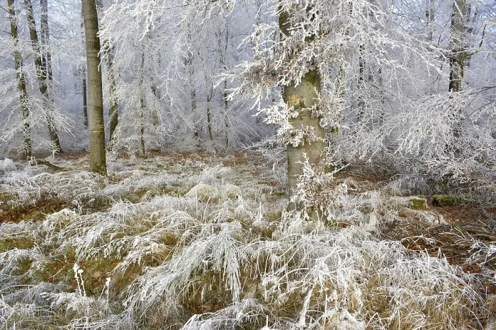 Framed Print : Maulbronn, Hoarfrost in the Forest Framed Print : Maulbronn, Hoarfrost in the Forest