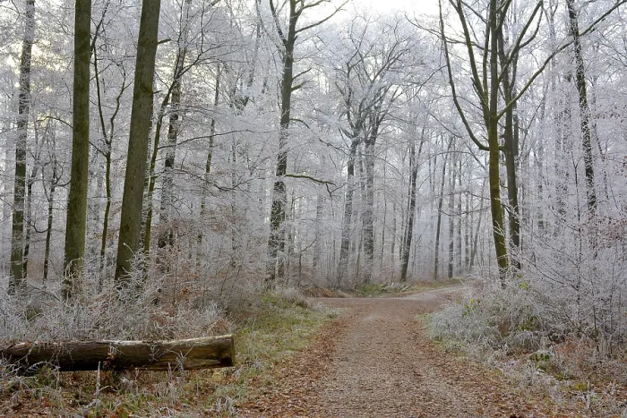 Framed Print : Maulbronn, hoarfrost in the forest, forest path