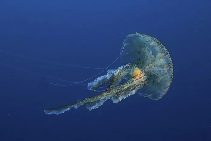 Framed Print : Mauve stinger (Pelagia noctiluca) Framed Print : Mauve stinger (Pelagia noctiluca)