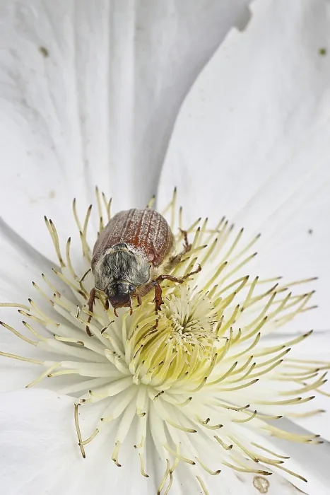 Framed Print : May beetle, field may beetle (Melolontha melolontha)