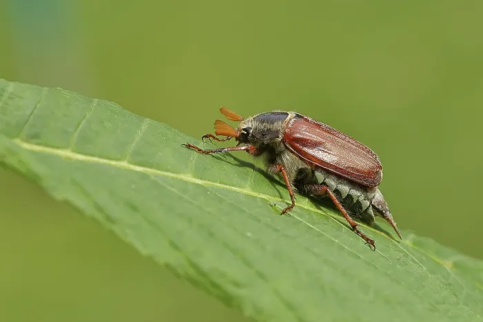 Framed Print : May beetle, wood cockchafer (Melolontha hippocastani)